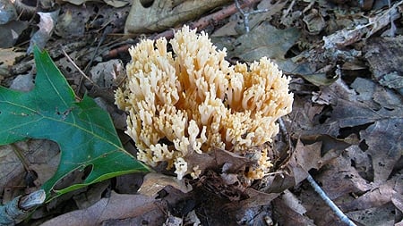 A coral mushroom