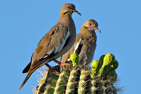 White winged doves on a cactus