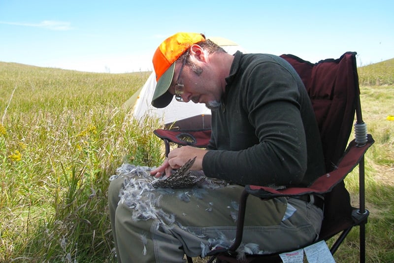 Hank Shaw plucking a grouse