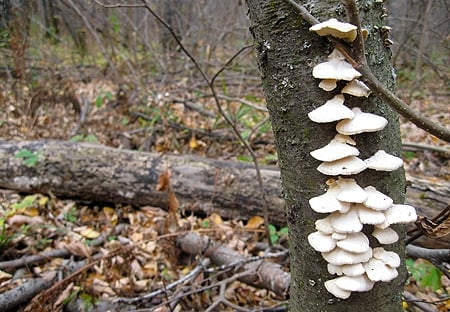 Mushroom and Tree