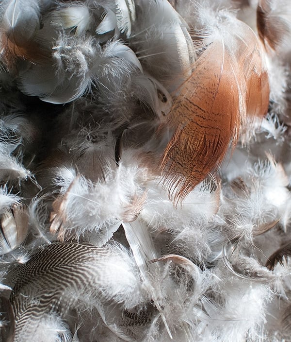 Lots of feathers after plucking.