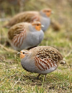 Several Hungarian partridges walking around.