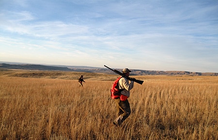 Hungarian partridge hunting in Montana
