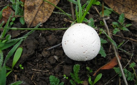 A small puffball mushroom