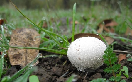 Side view of a small puffball mushroom