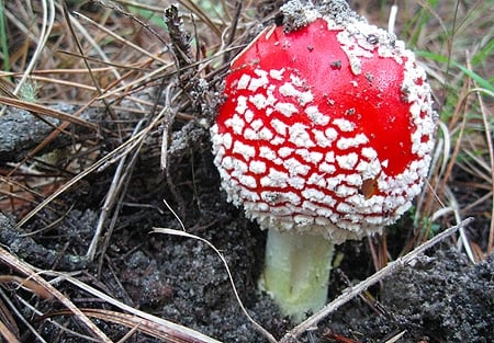 A young amanita muscaria