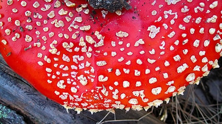 The red and white polka dots of Amanita muscaria