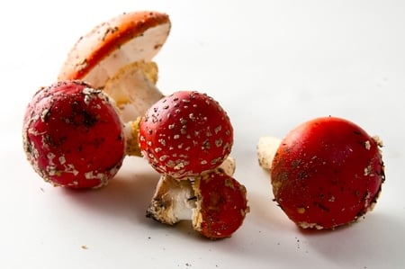 an array of amanita muscaria, fly agaric