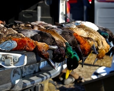 Dead ducks on a tailgate.