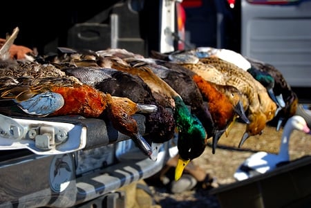 Dead ducks on a tailgate. 