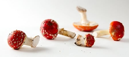 Some nice young amanita muscaria