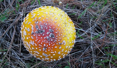 Different color phase of Amanita muscaria. 