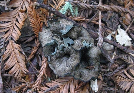 cluster of black trumpets