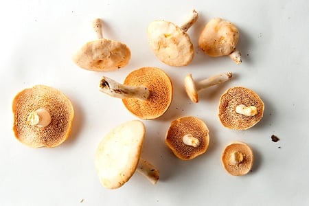 An array of hedgehog mushrooms. 