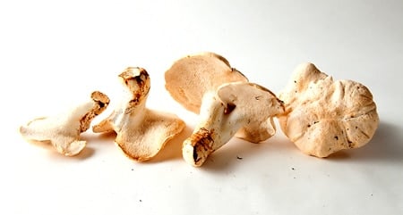 A larger variety of hedgehog mushrooms. 