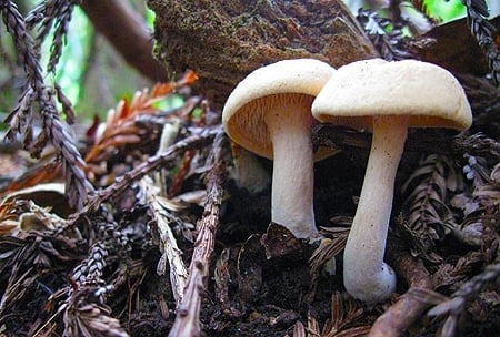 Hedgehog mushrooms in winter. 