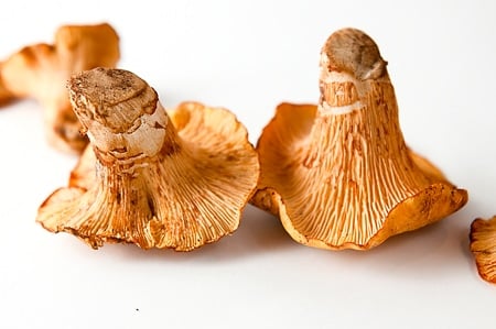 Chanterelles and Porcini Mushrooms in the Dehydrator Stock Photo