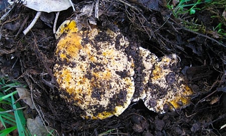 Dirty chanterelles in the ground