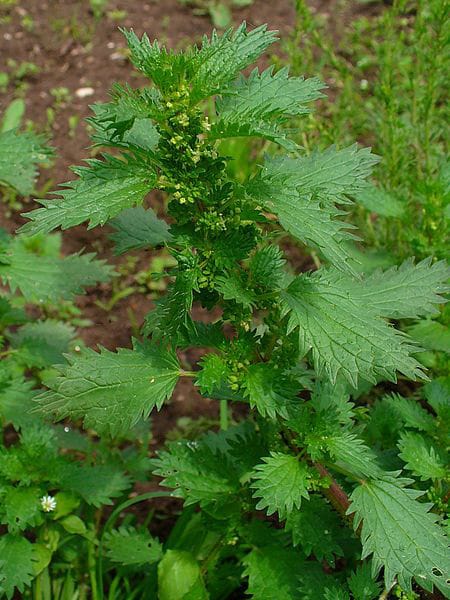 Nettles growing in spring. 