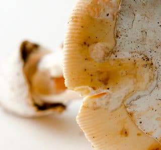 Close up showing striations on an amanita vernicoccora.
