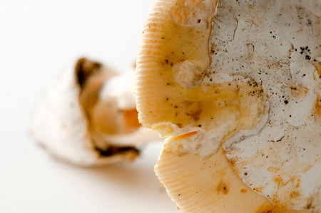 Close up showing striations on an amanita vernicoccora. 