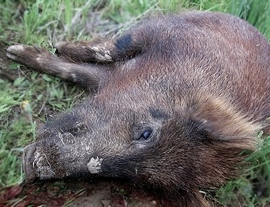 A dead wild boar in the grass.