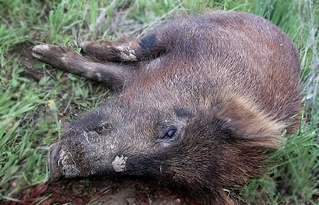 A dead wild boar in the grass. 