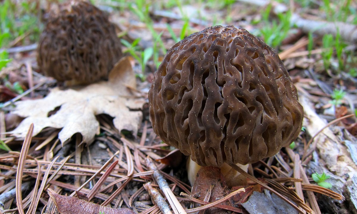 Two morels in the woods.