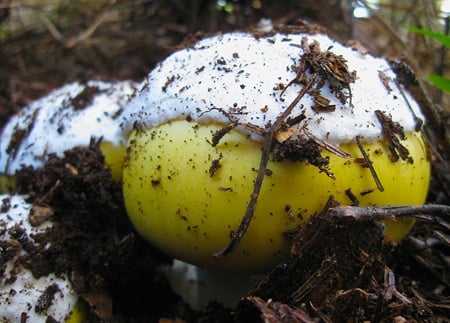 Amanita vernicoccora button