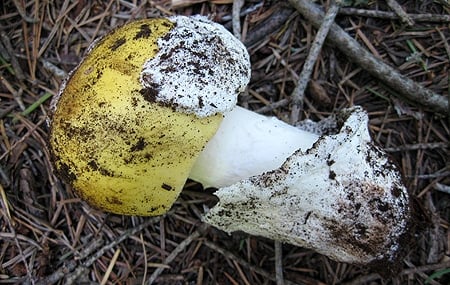 Freshly dug Amanita vernicoccora