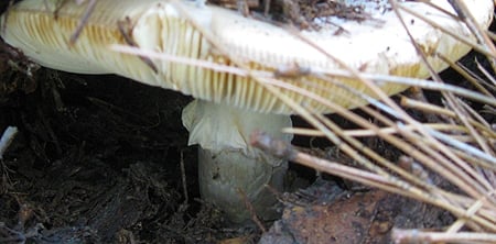 Side view of Amanita vernicoccora