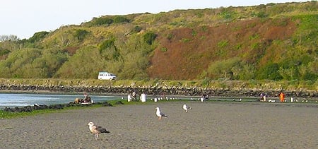 Seagulls on the beach at Bodega Bay