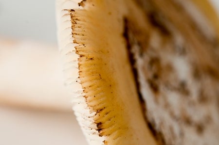 amanita vernicoccora's striated cap margins
