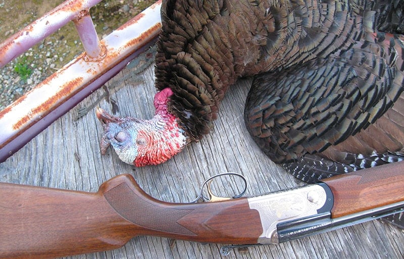 A dead turkey, ready for plucking