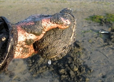 digging clams in Bodega Bay
