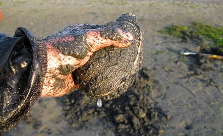 digging clams in Bodega Bay