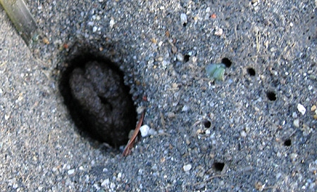 The siphon of a gaper clam showing through the sand
