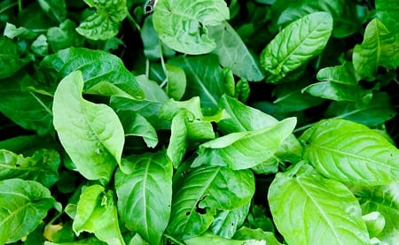 sorrel leaves in the garden 