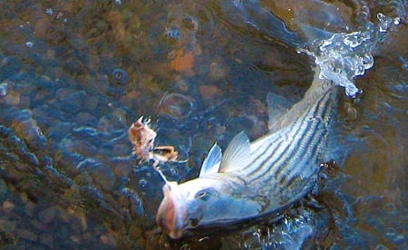 Catching a striped bass. 