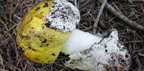 Amanita vernicoccora, freshly dug