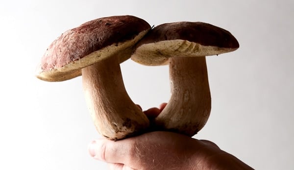 Pretty, fresh porcini mushrooms. 