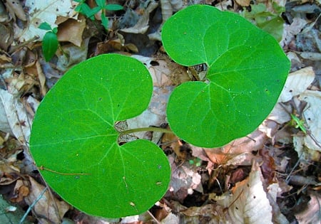 eastern wild ginger