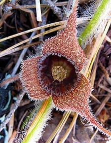 wild ginger flower