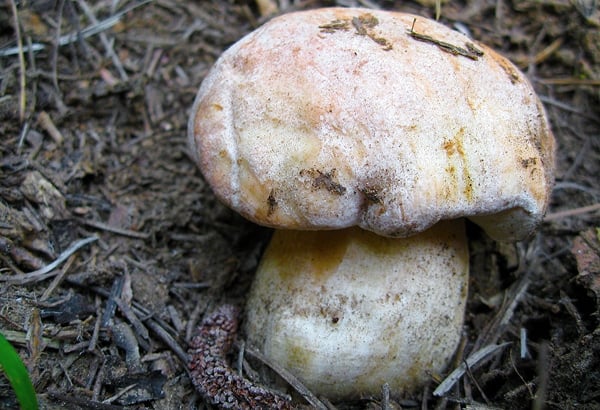 Pretty young porcini mushroom