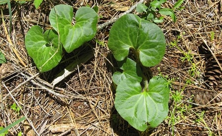 Gingembre sauvage de l'Ouest