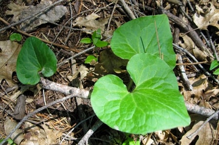 Gingembre sauvage, Asarum caudatum