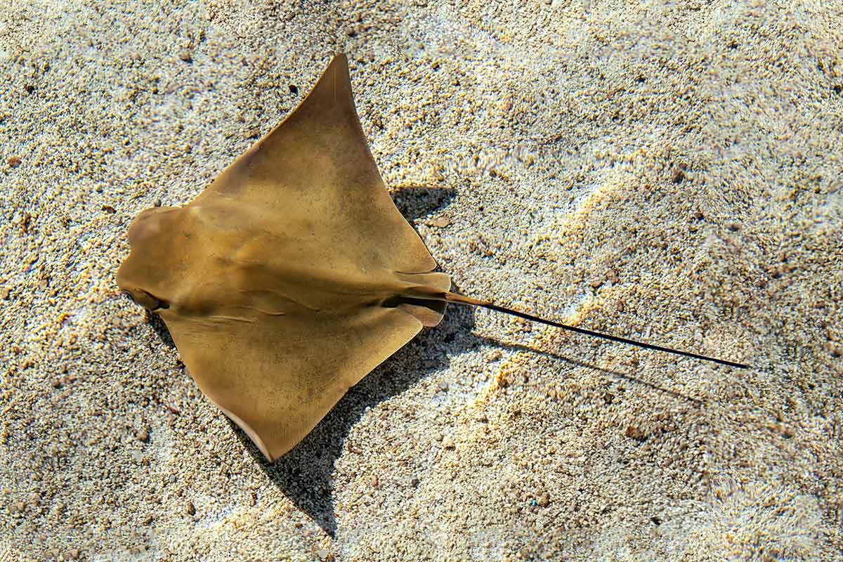 A bat ray swimming. 