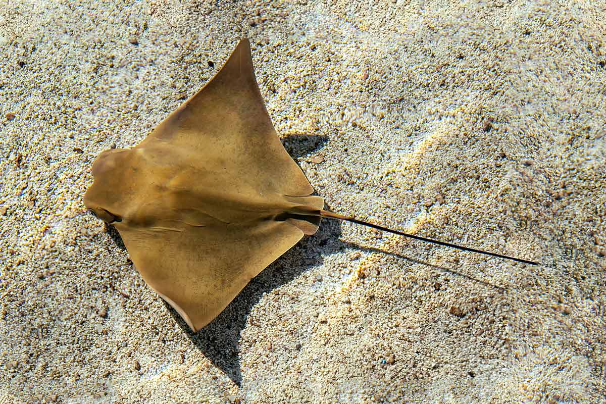 Everything you need to know about Bat Rays/Sting Rays