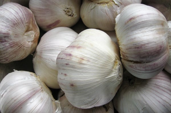 Garlic heads ready to be preserved