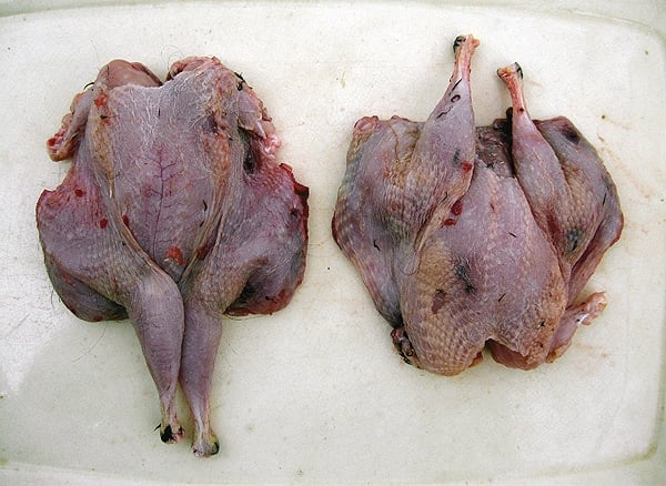 Spatchcocked quail ready for grilling